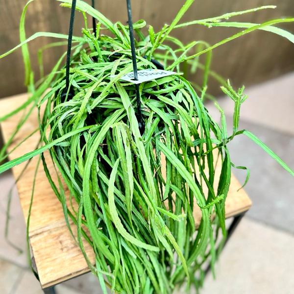 おしゃれ 観葉植物：リプサリス レピスミウム ボリビアナム*5号 吊り鉢