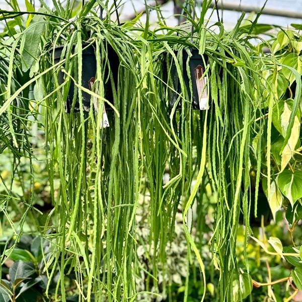 ボリビアナム　LEPISMIUM BOLIVIANUM  5号　吊り鉢 おしゃれ 観葉植物：リプサリス レピスミウム ボリビアナム*5号 吊り鉢