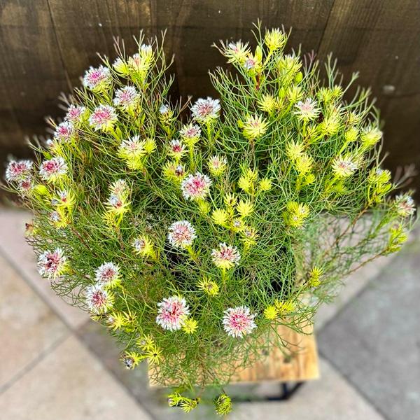 ジョーイセルリア おしゃれ 観葉植物 花苗：セルリア ラズベリー