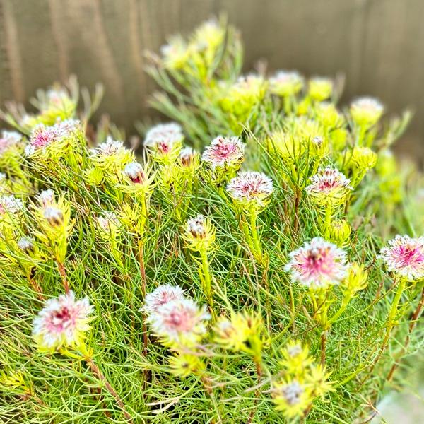 ジョーイセルリア おしゃれ 観葉植物 花苗：セルリア ラズベリー