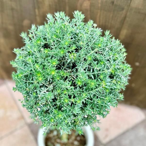 オージープランツ 観葉植物：ウエストリンギア 【カスタマイズ可能