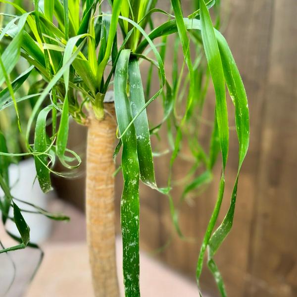 観葉植物 ノリナ：ポニーテール トックリラン*8号 現品をお届け 2番