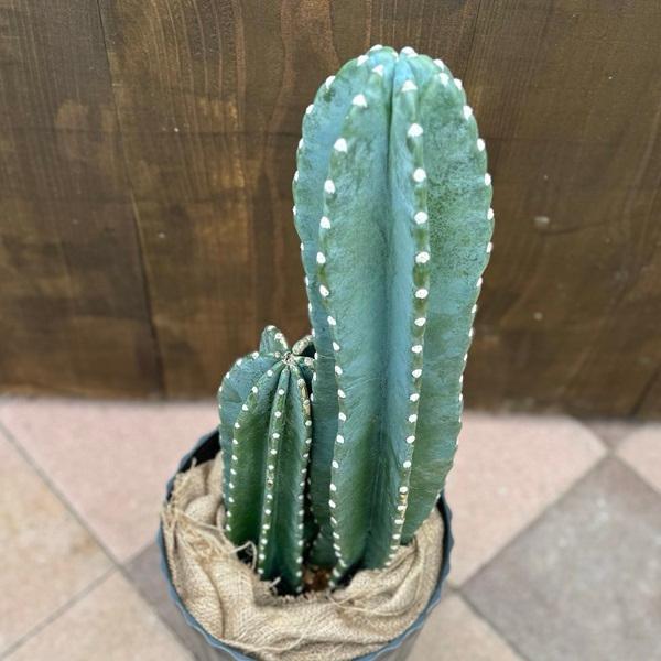 おしゃれ 観葉植物:とげなし 柱サボテン*鉢カバー : 遊恵盆栽 おしゃれ 観葉植物:とげなし 柱サボテン*鉢カバー : 遊恵盆栽
