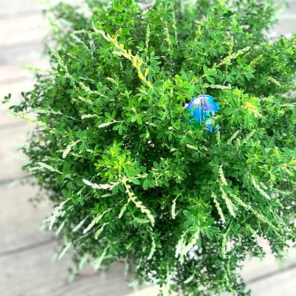 姫エニシダ　盆栽 鉢花 観葉植物：エニシダ*6号 白大鉢 姫エニシダ ヒメエニシダ