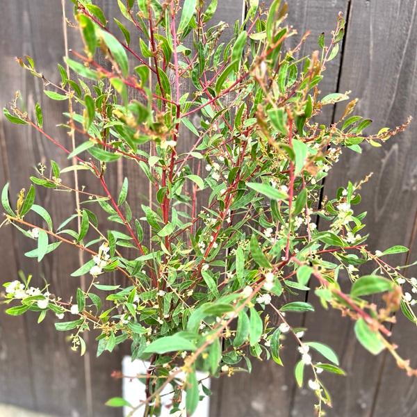 花苗 観葉植物：アカシア マイルティフォリア*マートルワトル 7号