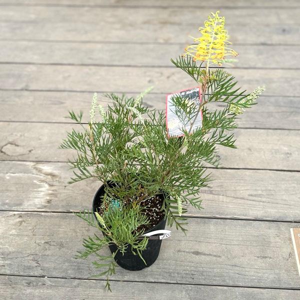 花苗 観葉植物：グレビレア ピーチアンドクリーム*オージープランツ