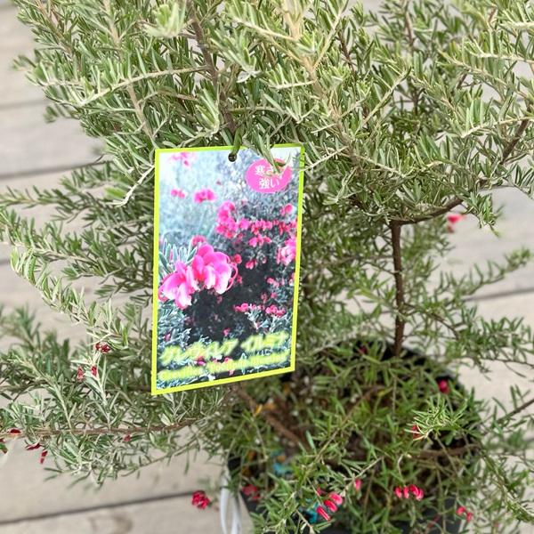 花苗 観葉植物：グレビレア プーリンダ イルミナ*オージープランツ