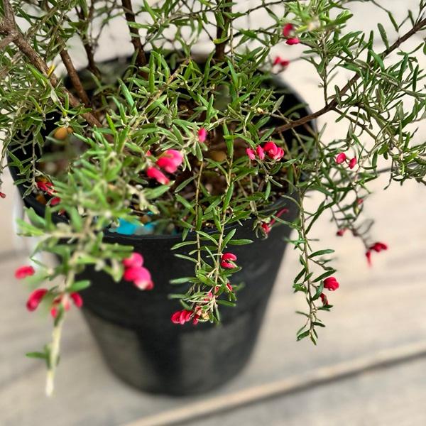 花苗 観葉植物：グレビレア プーリンダ イルミナ*オージープランツ