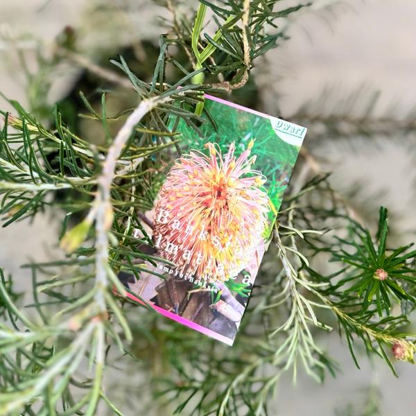 観葉植物 鉢花 苗：バンクシア テルマチアエア*6号 Banksia telmatiaea