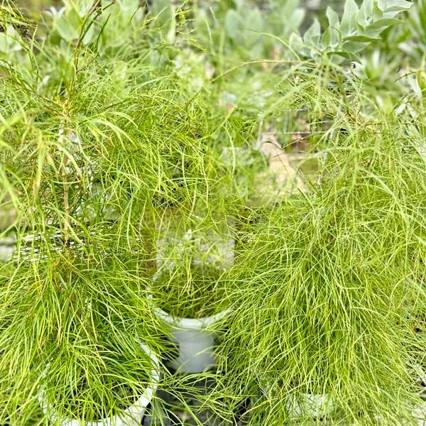 【花芽付き】希少 アカシア コンフェルタ オージープランツ ふわふわ 観葉植物 花芽付き】希少 アカシア コンフェルタ オージープランツ ふわふわ