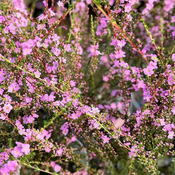 花苗 観葉植物：アスターティア*5号 アスタルテア ファスキクラリス Astartea fascicularis オージープランツ 【お花 ...