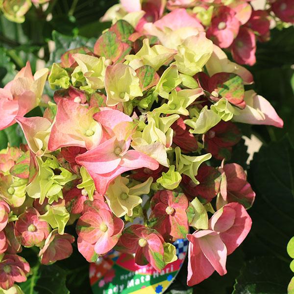 観葉 鉢花 苗：アジサイ レディマタハリ*花色選べます 5号 紫陽花