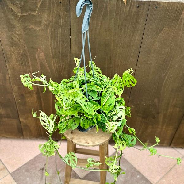 観葉植物：モンステラ オブリクア エクスピラータ*5号 吊り鉢 : 遊恵