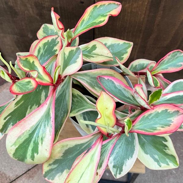 観葉植物：ペペロミア ジュリー*5号プラポット : 遊恵盆栽 Yahoo!店