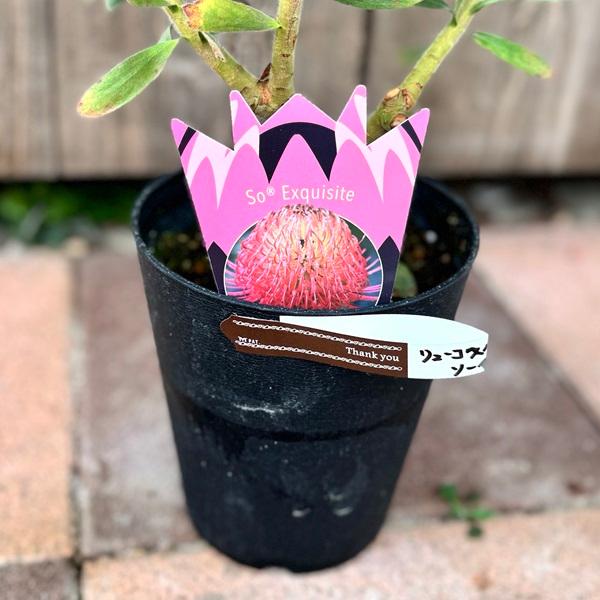 おしゃれ 観葉植物 鉢花：リューコスペルマム ソーエクスクイジット