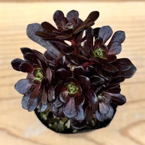 おしゃれ 観葉植物：アエオニウム レッドサン*プラポット : 遊恵盆栽