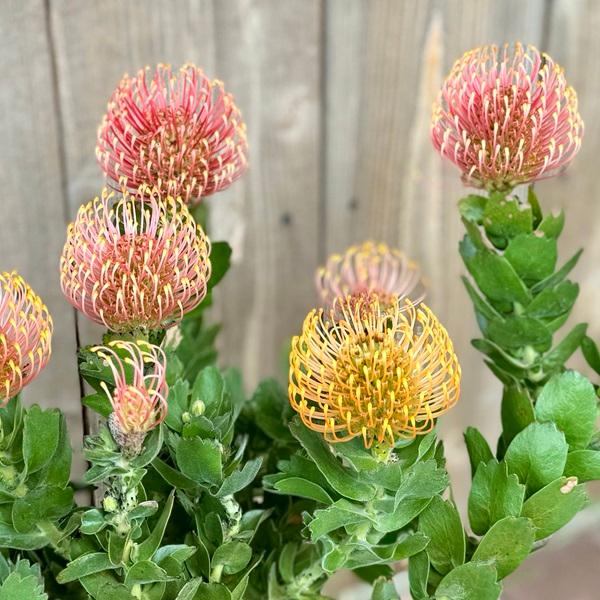 現品販売です。人気のオージープランツ・リューコスペルマム・カーニバルコース Amazon｜オージープランツ 観葉植物 鉢花：リューコスペルマム