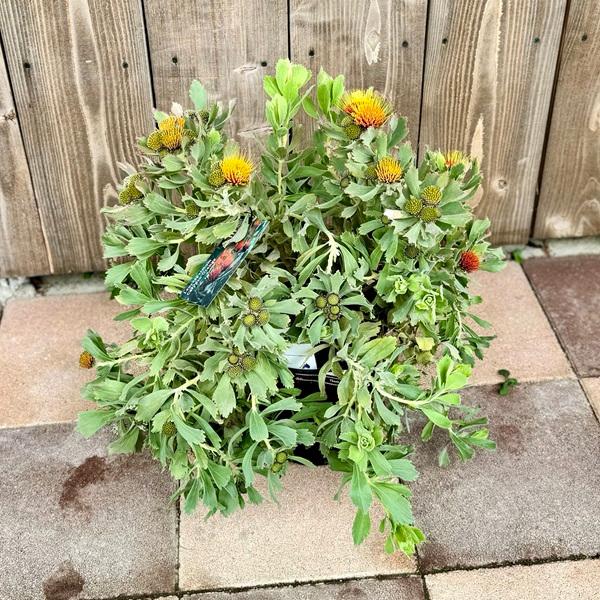 オージープランツ 観葉植物 鉢花：リューコスペルマム カリプソ