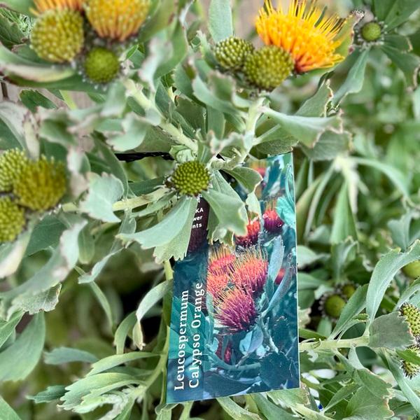 オージープランツ 観葉植物 鉢花:リューコスペルマム カリプソ オージープランツ 観葉植物 鉢花:リューコスペルマム カリプソ