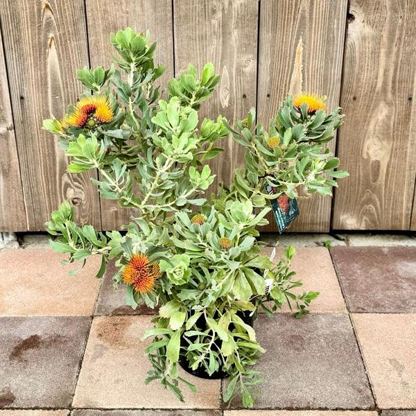 オージープランツ 観葉植物 鉢花：リューコスペルマム カリプソ