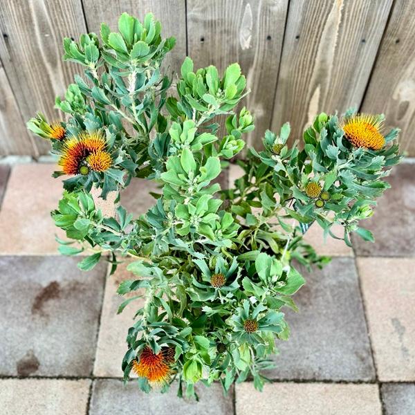 オージープランツ 観葉植物 鉢花：リューコスペルマム カリプソ