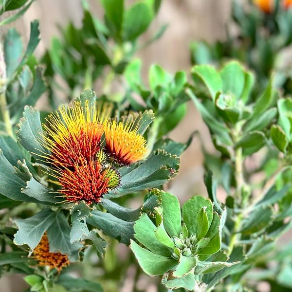 オージープランツ 観葉植物 鉢花:リューコスペルマム カリプソ オージープランツ 観葉植物 鉢花:リューコスペルマム カリプソ