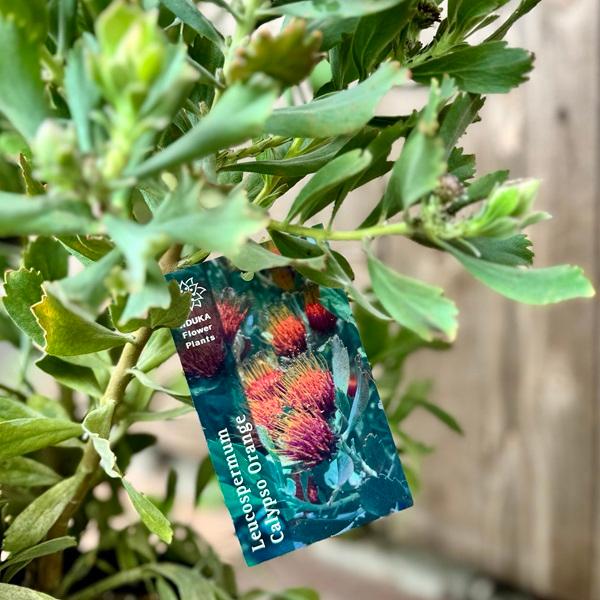 オージープランツ 観葉植物 鉢花：リューコスペルマム カリプソ