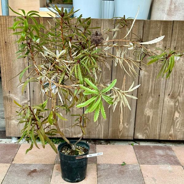 観葉植物 鉢花 苗：バンクシア プラジオカルパ*7号 Banksia