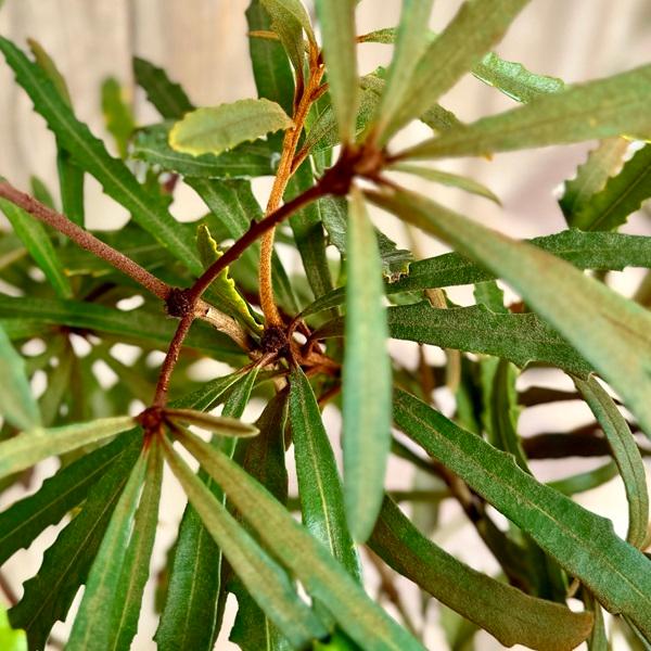 観葉植物 鉢花 苗：バンクシア プラジオカルパ*7号 Banksia