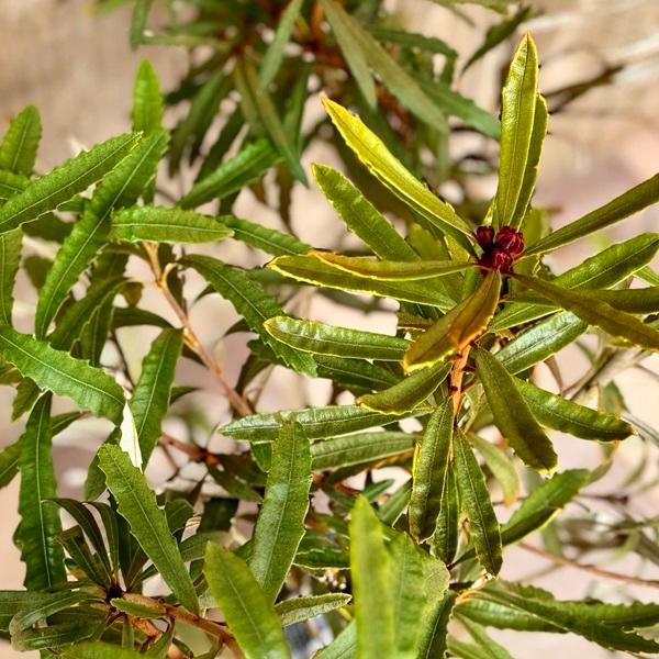 観葉植物 鉢花 苗：バンクシア プラジオカルパ*7号 Banksia