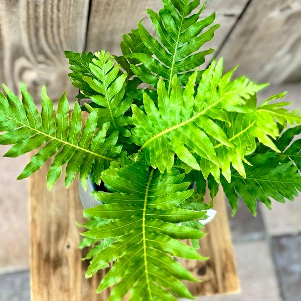 おしゃれ 観葉植物 西洋シダ植物：ブレクナム シルバーレディー*底面