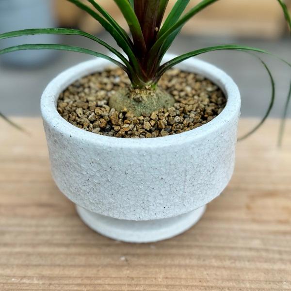 おしゃれ 観葉植物:ポニーテール トックリラン*ノリナ 鉢植え おしゃれ 観葉植物:ポニーテール トックリラン*ノリナ 鉢植え