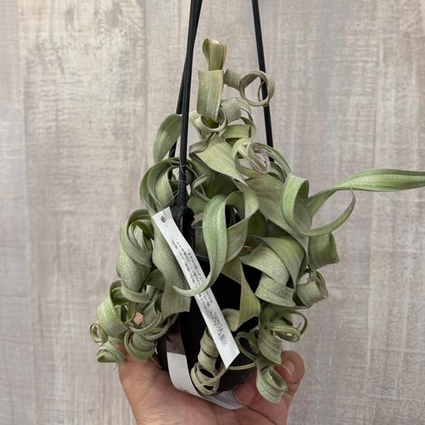 観葉植物：チランジア エアープランツ カーリースリム XXL 吊り鉢*エア