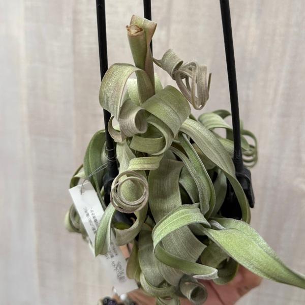 観葉植物：チランジア エアープランツ カーリースリム XXL 吊り鉢*エア