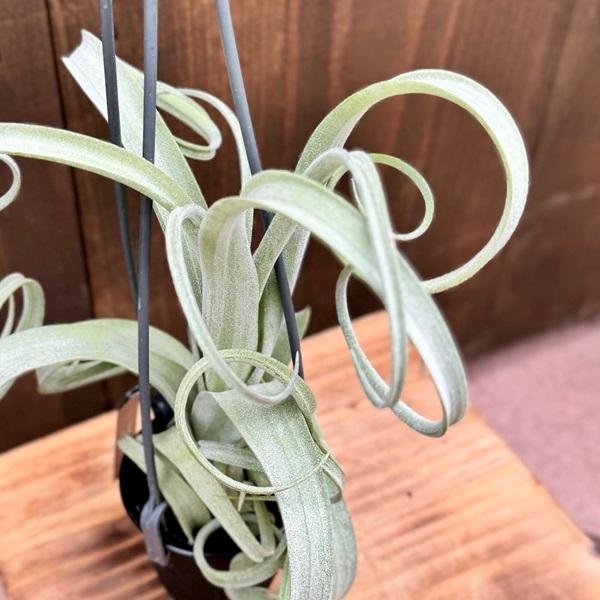 観葉植物：チランジア エアープランツ カーリースリム XXL 吊り鉢*エア