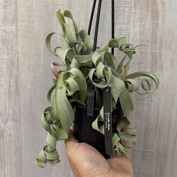 チランジア・カーリースリム Tillandsia Curly Slim
