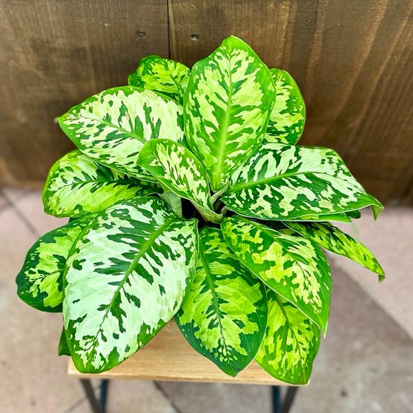 おしゃれ 観葉植物：ホマロメナ カモフラージュ*4号プラポット