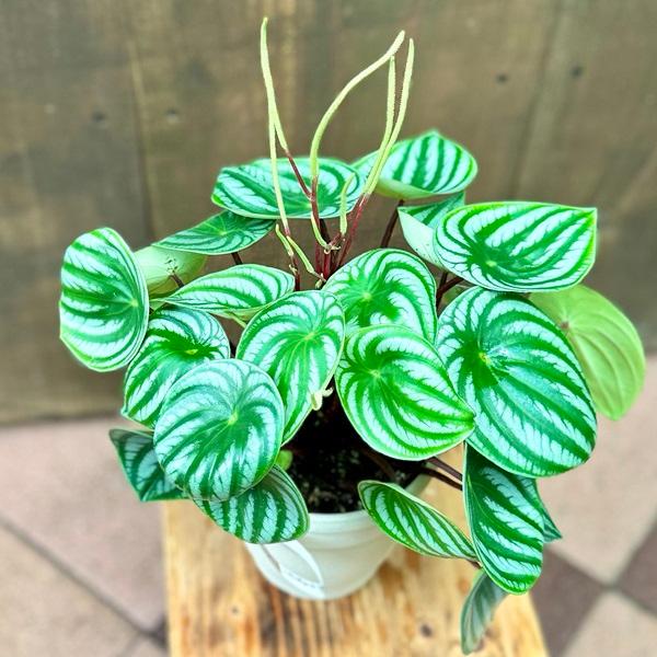 おしゃれ 観葉植物：ペペロミア サンデルシー*5号プラポット スイカ