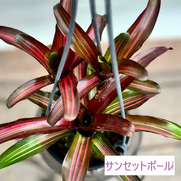 おしゃれ 着生植物 観葉植物 選べる：ネオレゲリア*4号 吊り鉢