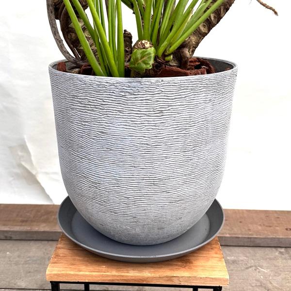 おしゃれ 観葉植物:クッカバラ 鉢植え 受皿付*フィロデンドロン おしゃれ 観葉植物:クッカバラ 鉢植え 受皿付*フィロデンドロン