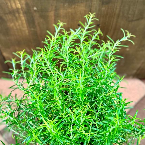 おしゃれ 観葉植物 ハーブ：ローズマリー *6号 rosemary : 遊恵盆栽