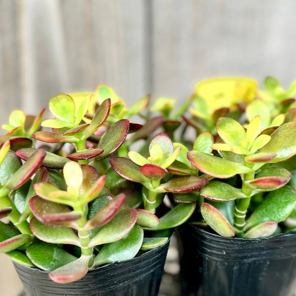 観葉植物 苗：金のなる木 姫黄金花月*2個セット : 遊恵盆栽 Yahoo!店