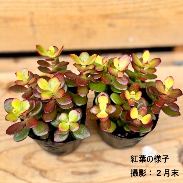 観葉植物 苗：金のなる木 姫黄金花月*2個セット : 遊恵盆栽 Yahoo!店
