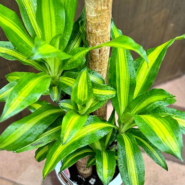 観葉植物　大きい観葉植物　ドラセナ　マッサンゲアナ　 京都 観葉植物 ドラセナ マッサンゲアナ（大型サイズ） | 京都 観葉