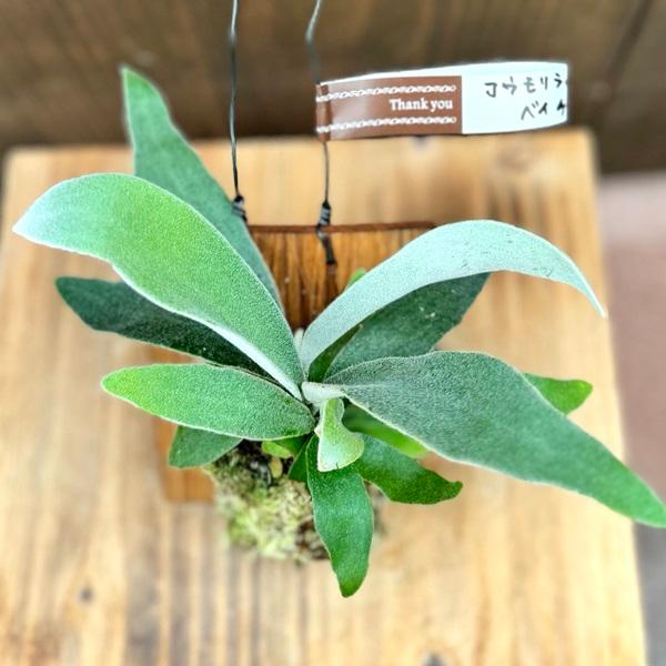 観葉植物：ビカクシダ コウモリラン ベイチー 板付け*吊り ビーチー 