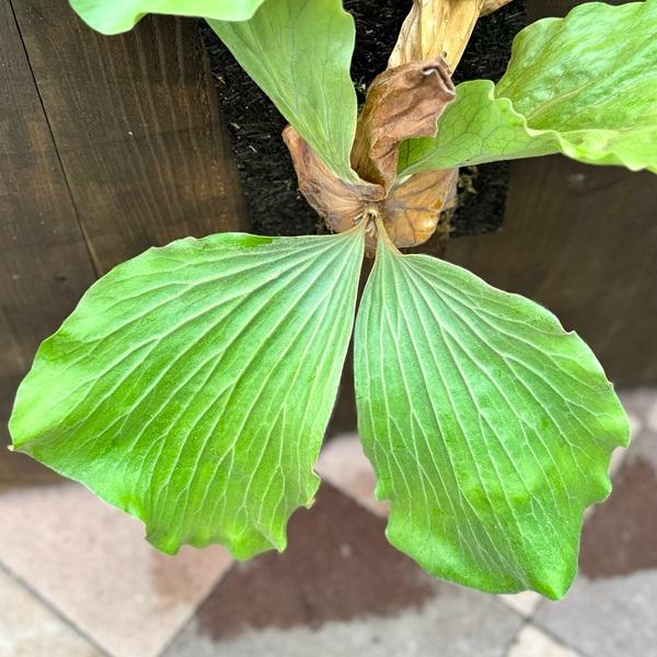 観葉植物：ビカクシダ コウモリラン エレファントティス ヘゴ板付け 