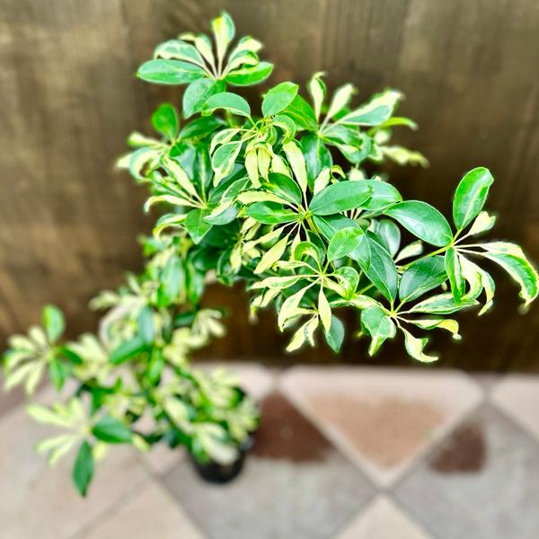 おしゃれ 観葉植物：シェフレラ グランディ バリエガータ*5号
