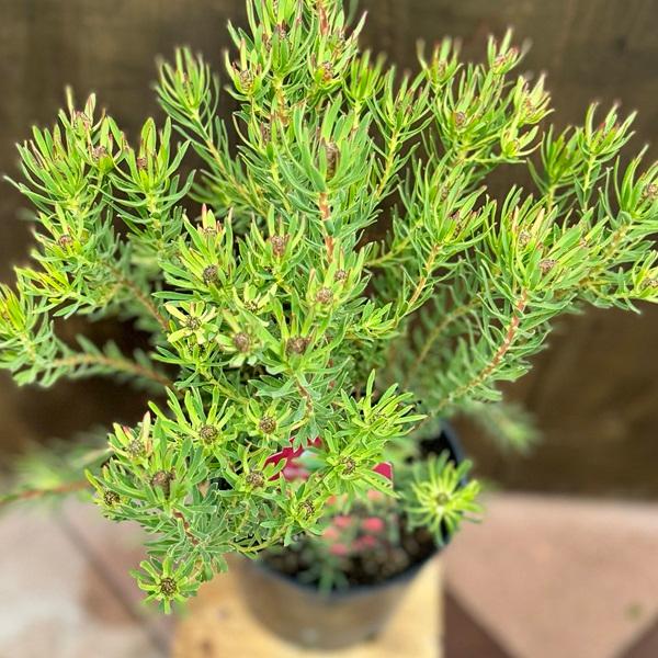 鉢花 観葉植物：リューカデンドロン ストロベリーフェア*7号 リュウカ