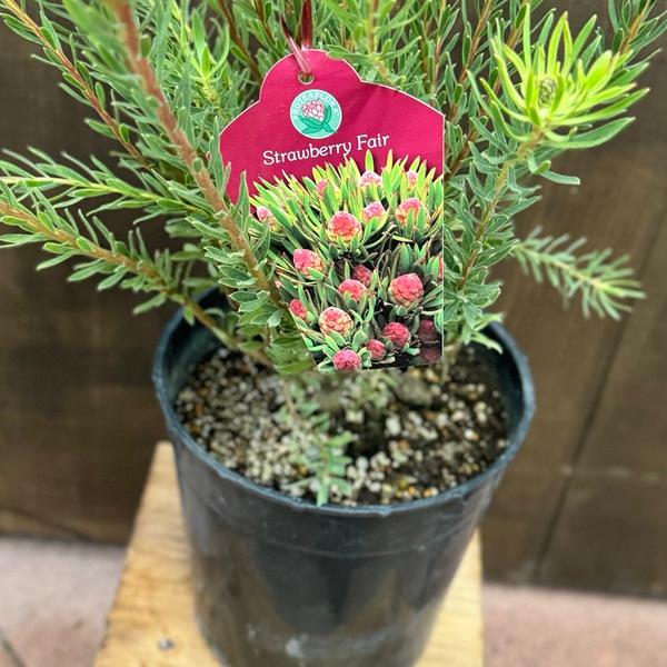 鉢花 観葉植物：リューカデンドロン ストロベリーフェア*7号 リュウカ