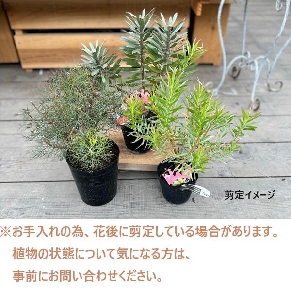 鉢花 観葉植物：リューカデンドロン ストロベリーフェア*7号 リュウカ